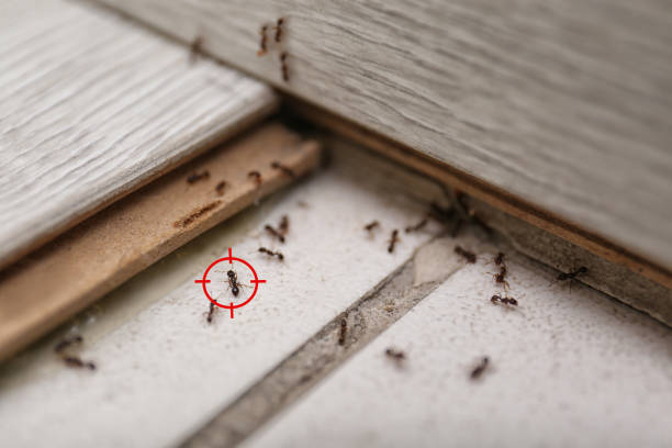 Trusted Paris, MO Pest Control Experts